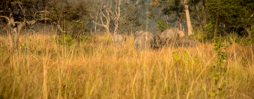 Dehradun to Jim Corbett taxi